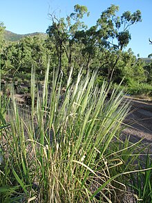 Oryza meridinaliis à JCU 0456.JPG