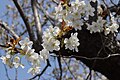 P318 オオシマザクラ Oshimazakura 花の写真