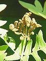 Königsfarn (Osmunda regalis), sich gerade entwickelnder fertiler Teil des Farnwedels