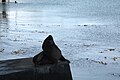 Otaria flavescens, Talcahuano - Wikipaseo fotográfico Concepción 2019 - (128).jpg