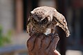 * Nomination: Unidentified owl in Bali. --Satdeep Gill 16:45, 1 September 2022 (UTC) * * Review needed