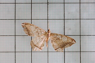 <i>Oxymacaria</i> Genus of moths