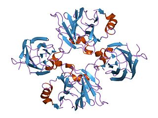 Allantoicase