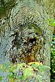 * Nomination: "Face" on the pedunculate oak in Lasy Janowskie nature reserve --Kroton 18:03, 2 October 2016 (UTC) * * Review needed