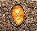 Pachnoda sinuata flaviventris, pupa from ventral