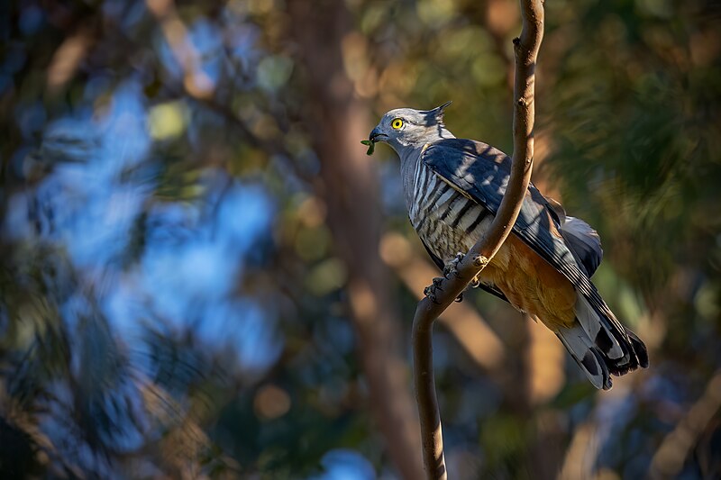 File:Pacific Baza 0A2A8264.jpg