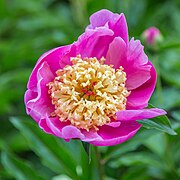 Paeonia lactiflora 'Jacques Doriat'