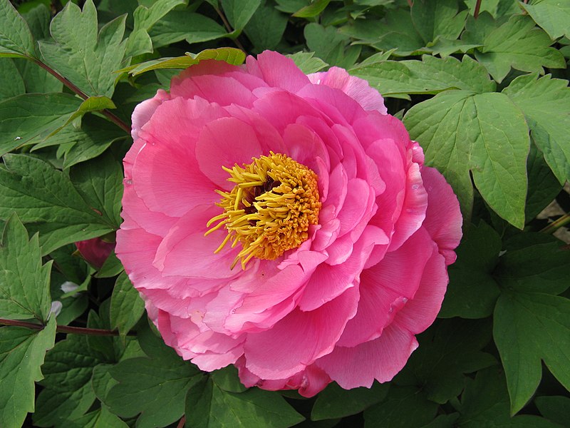 File:Paeonia suffruticosa cv1.jpg