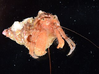 <i>Pagurus dalli</i> Species of crustacean