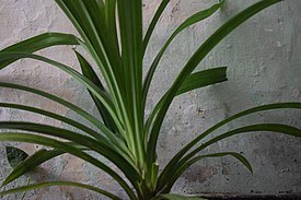 Pandan (Pandanaceae)