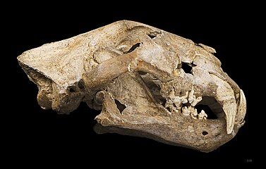Череп Panthera leo spelaea знайдений у Франції