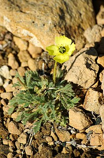 <i>Papaver radicatum</i> Species of flowering plant in the poppy family Papaveraceae