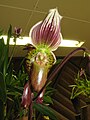 Paphiopedilum Millmanii