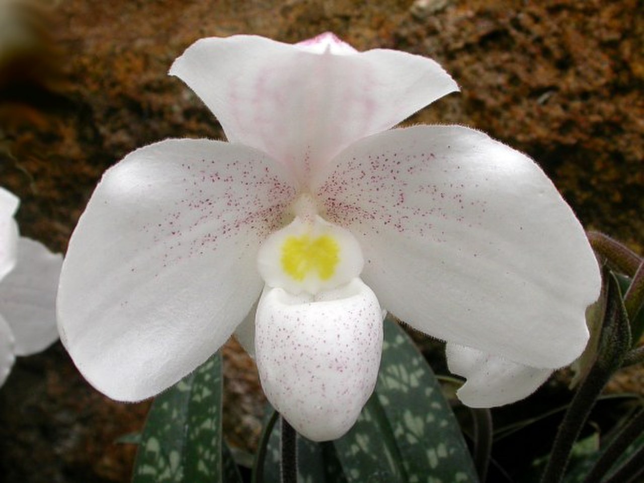 Paphiopedilum anitum