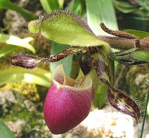 Orchideen: Merkmale, Vermehrung, Verbreitung