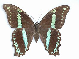 Papilio oribazus