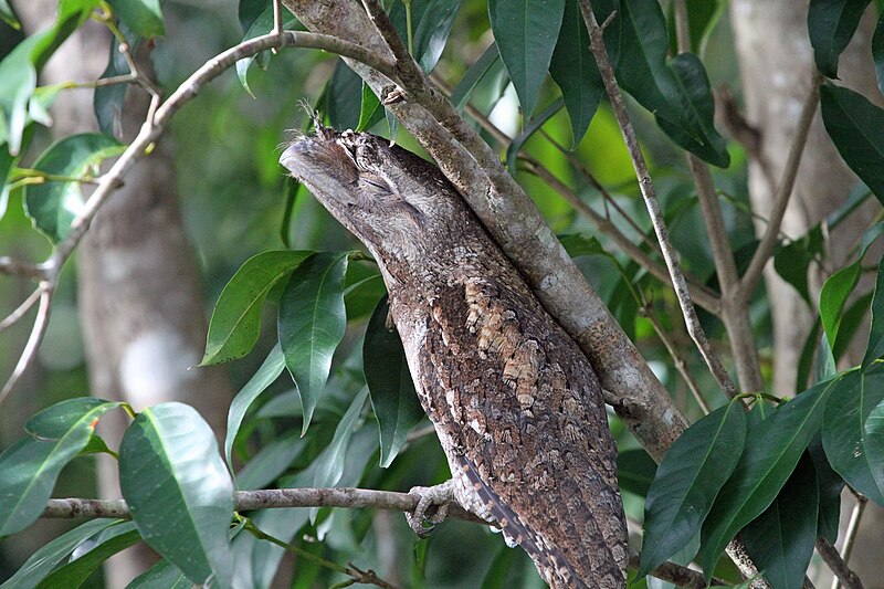 File:Papuan Frogmouth - Flickr - GregTheBusker (1).jpg