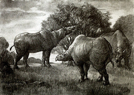 Вымершие животные картинки. Paraceratherium transouralicum. Парацератерий и Индрикотерий. Indricotherium transouralicum. Гигантский носорог Индрикотерий.