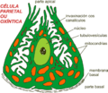 Parietal cell miguelferig.png