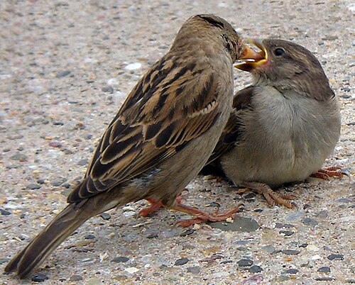 Воробьями дань. Passer domesticus самец. Птички чирикают. Воробьиха с птенцом. Птенец воробья.