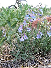 Penstemon degeneri lg.jpg