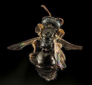 <i>Perdita halictoides</i> Species of bee