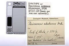 File:Pericosmus akabanus - ECH-000060 label.jpg (Category:Echinodermata in the Natural History Museum of Denmark)