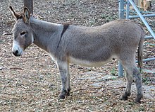 Perry, a miniature donkey in Palo Alto, California, was used as the model for Donkey Perry-miniature-donkey-in-Palo-Alto-CA-2016.jpg
