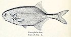 Petrocephalus vloek