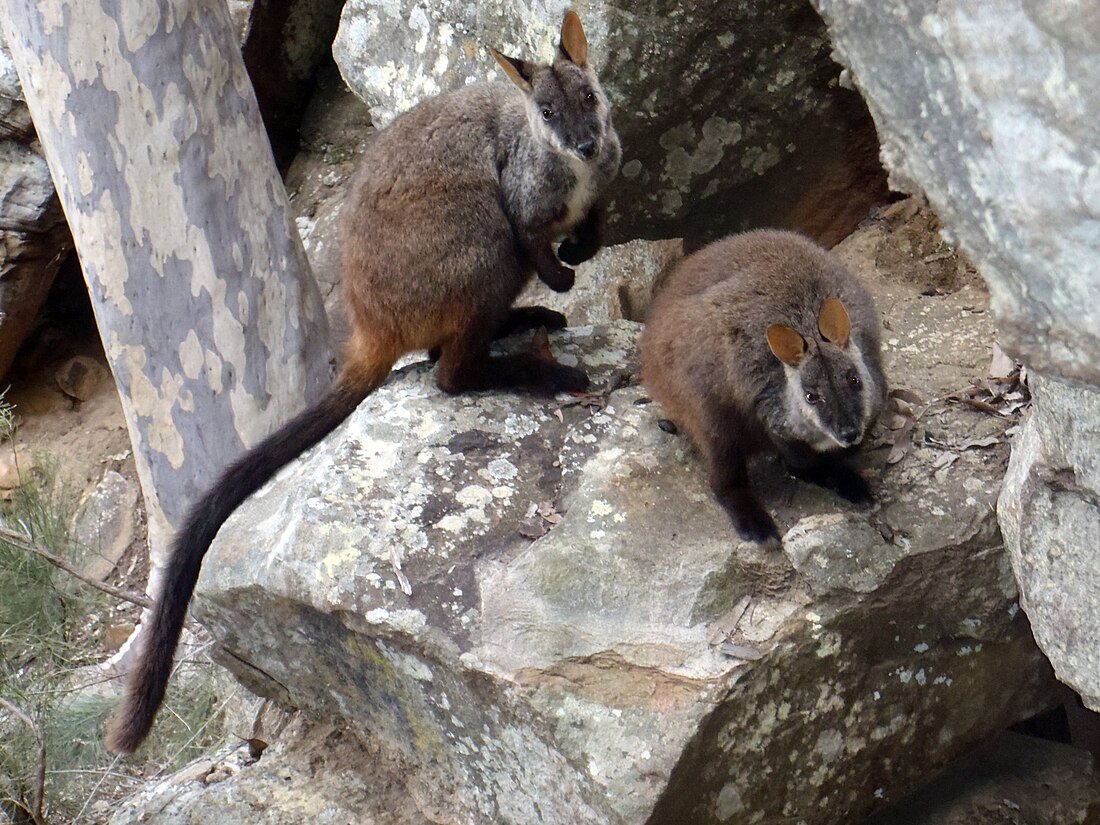 Brush-tailed rock-wallaby