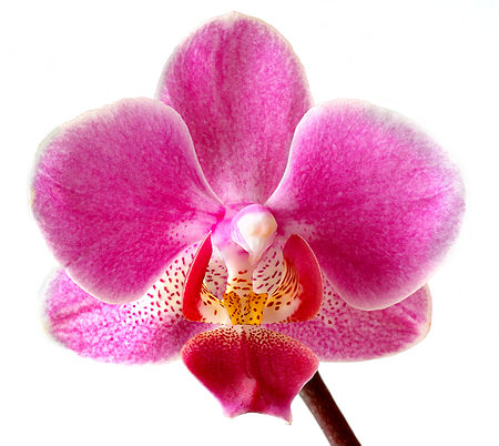 Tập tin:Phalaenopsis (aka).jpg
