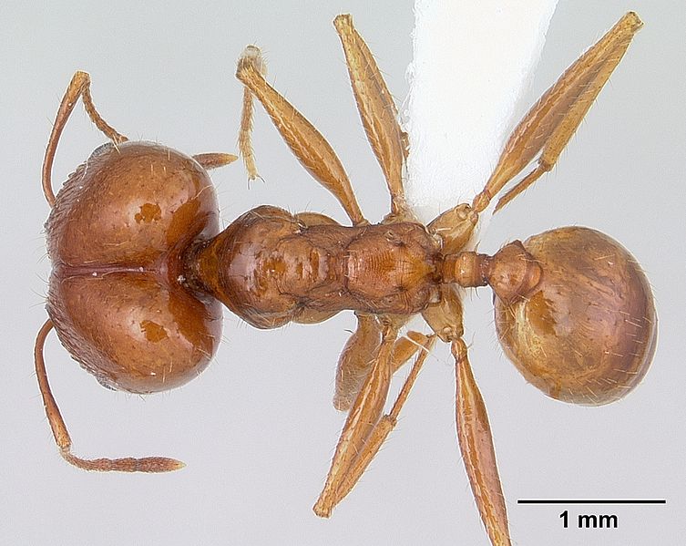 File:Pheidole oxyops casent0178043 dorsal 1.jpg