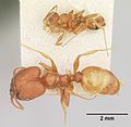 Pheidole texana casent0103152 dorsal 2. jpg