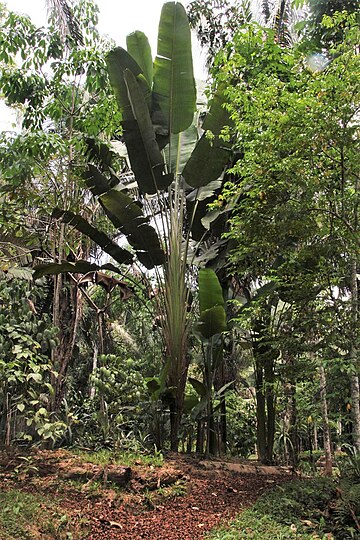 Phenakospermum guyannense