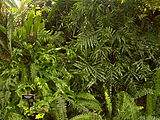 View in the Fern Room at Phipps Conservatory, Pittsburgh