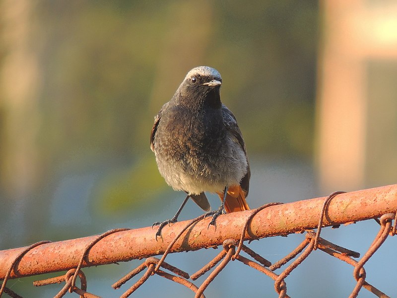 File:Phoenicurus ochruros (33662128533).jpg