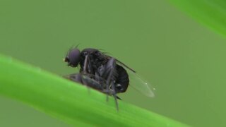 <i>Phora</i> (fly) Genus of flies