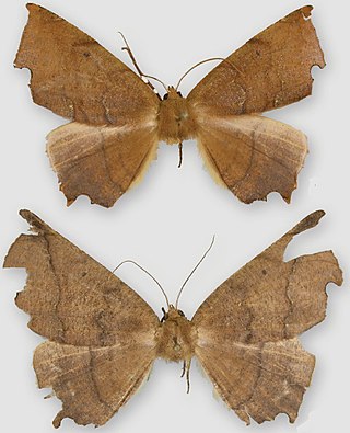 <i>Phyllodonta</i> Genus of moths