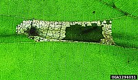 Leaf mine Phyllonorycter nicellii damage.jpg