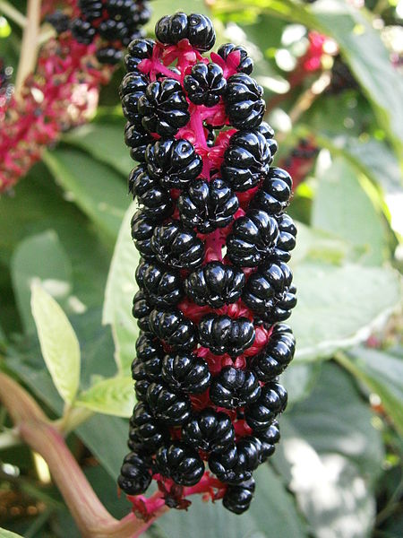 File:Phytolacca acinosa fruits04.jpg