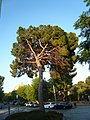 Català: Pi pinyer. c. Bosch i Gimpera /c. Cardenal Vives i Tutó. Les Corts (Barcelona). ca:Pinus pinea. This is a a photo of a protected or outstanding tree in Catalonia, Spain, with id: MA-080193/0111-04-96 Object location 41° 23′ 37.35″ N, 2° 07′ 06.46″ E  View all coordinates using: OpenStreetMap