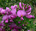 Pickeringia montana 2.jpg