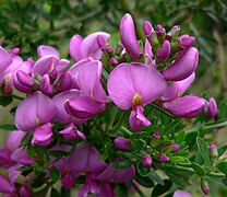 Pickeringia montana var. montana