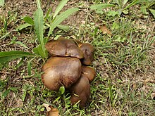 Pieds en touffe du Cyanoboletus