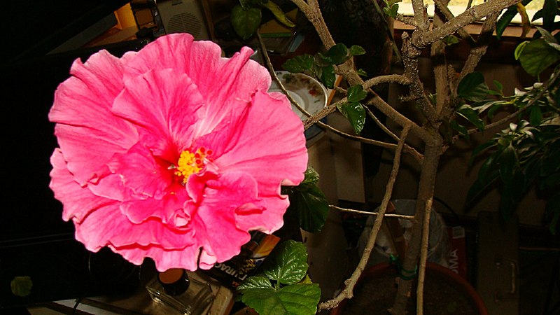 File:Pink Hibiscus Flower 3 (3957901135).jpg