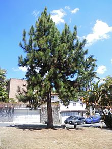 Pinus caribaea í El Hatillo, Miranda, Venezuela