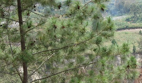 Pinus merkusii Toba1.jpg