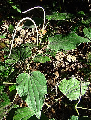 <i>Piper marginatum</i> Species of flowering plant