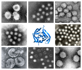 <i>Pisoniviricetes</i> Class of viruses