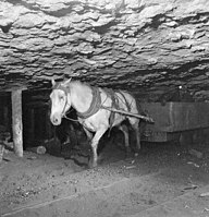 Pit pony and miner in a mine in New Aberdeen, Nova Scotia.jpg